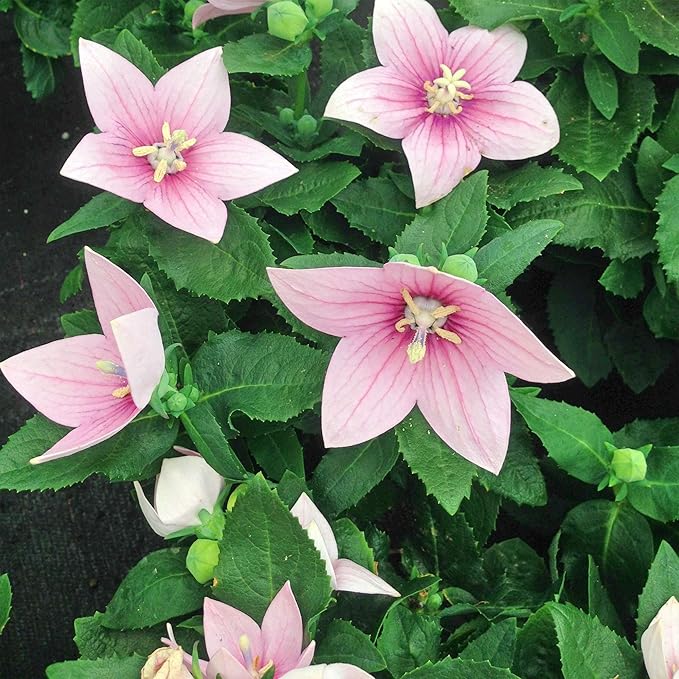 Blue Balloon flower seeds