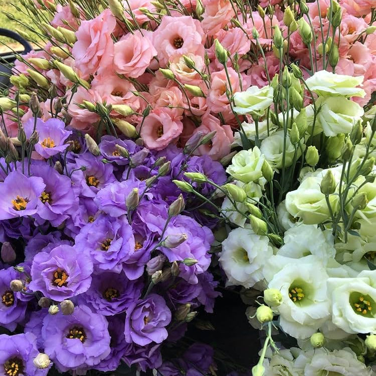and Bold Lisianthus plant