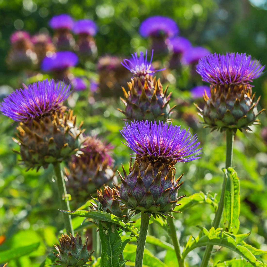 Violet Cardunculus flower seeds