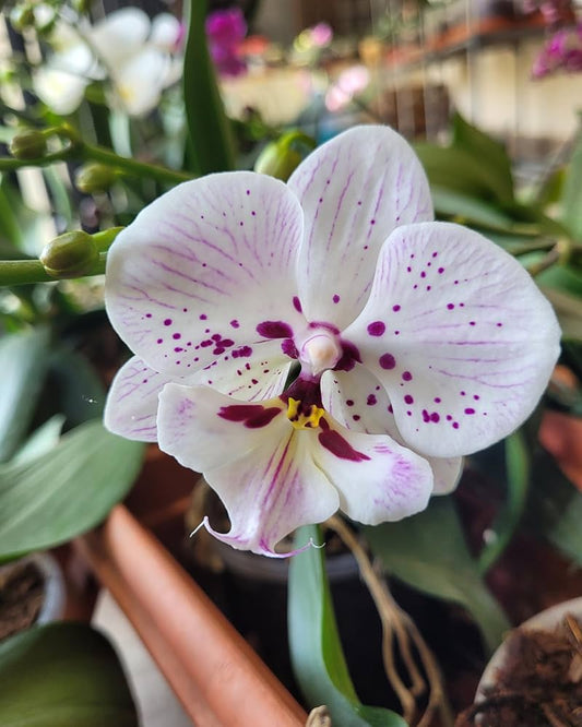 White Purple flower seeds