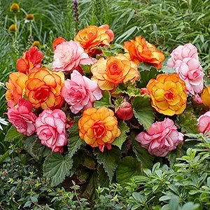 Begonia flower seeds