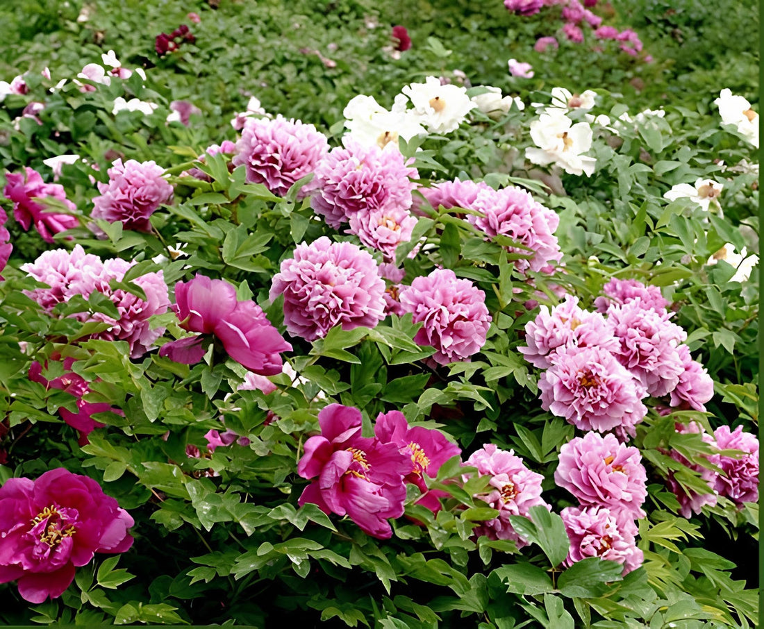 Peony Paeonia flower seeds