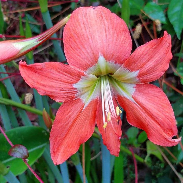 Orange Green flower seeds