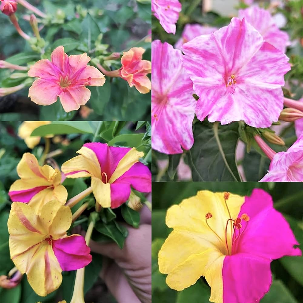 Mirabilis flower seeds