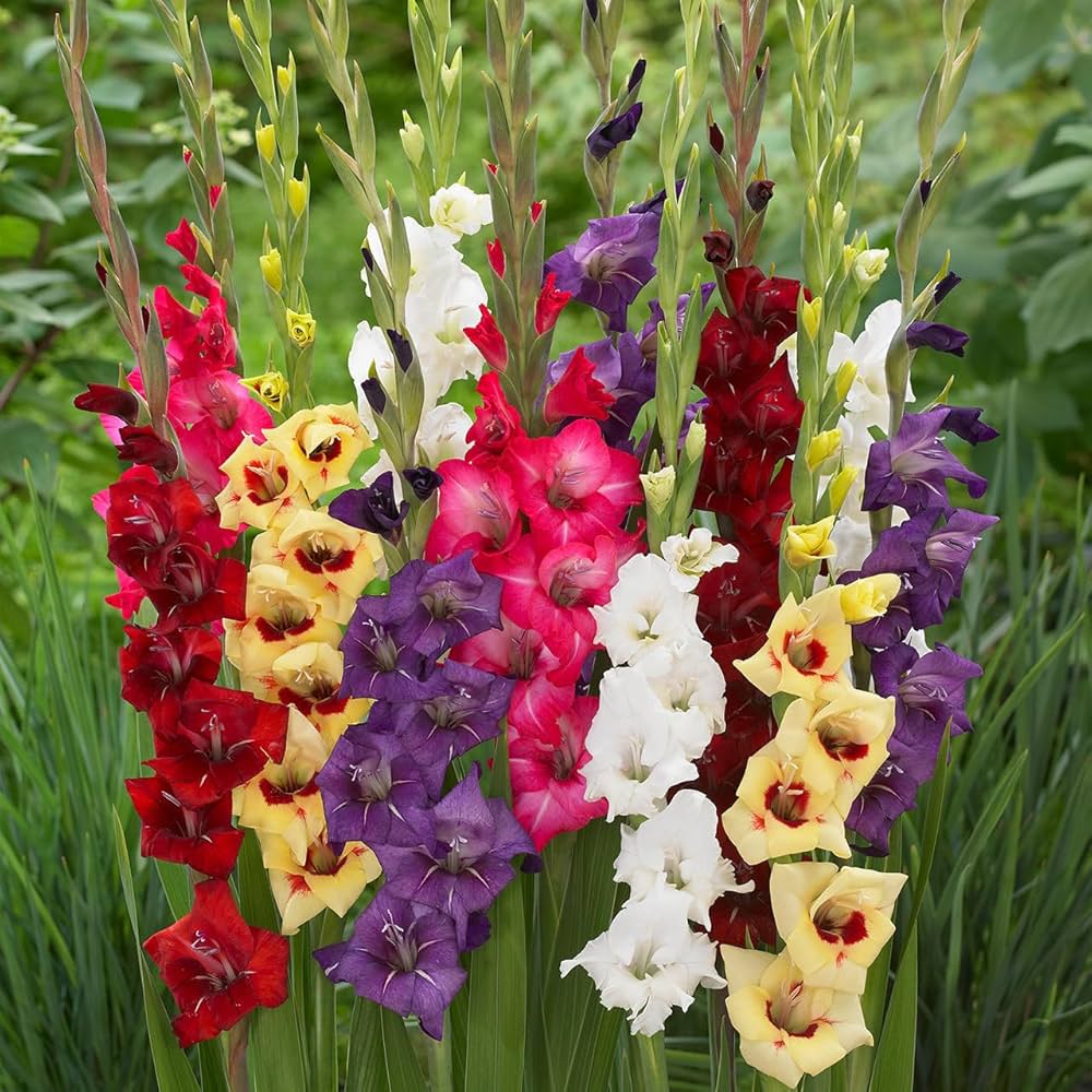 Multi Gladiolus flower seeds