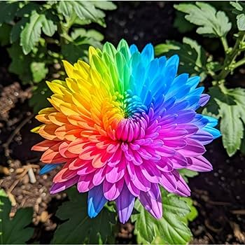 Chrysanthemum Rainbow flower seeds