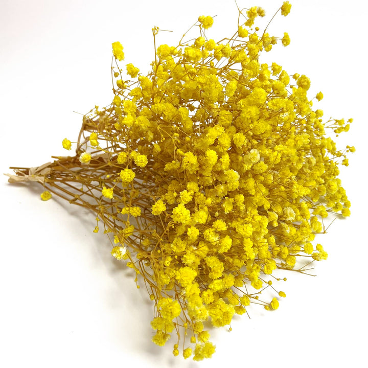 Yellow Gypsophila Flower Seeds for Planting – Heirloom Non-GMO Garden Seeds