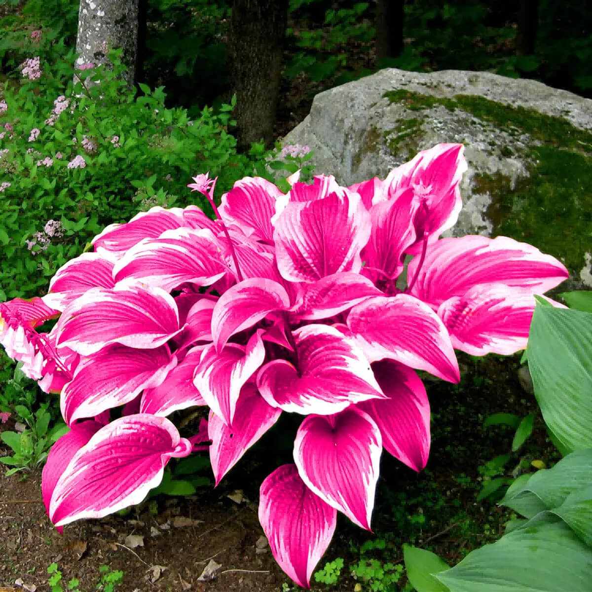 Pink Hosta plant