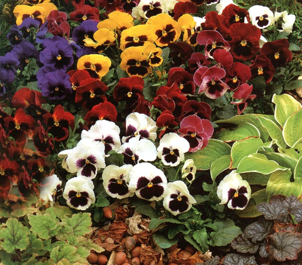 Sunburst Pansy flower seeds