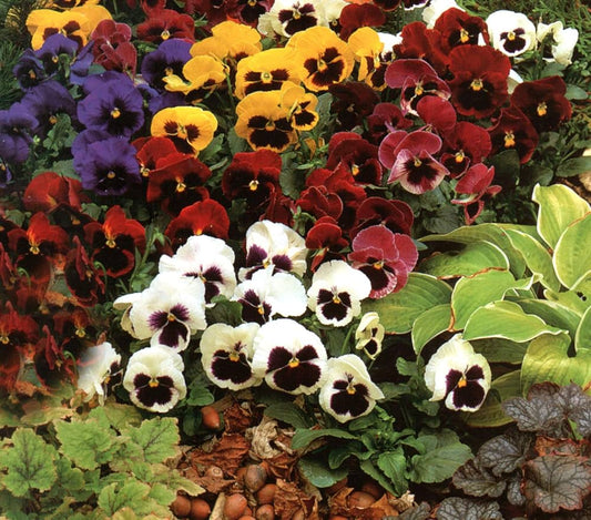 Sunburst Pansy flower seeds