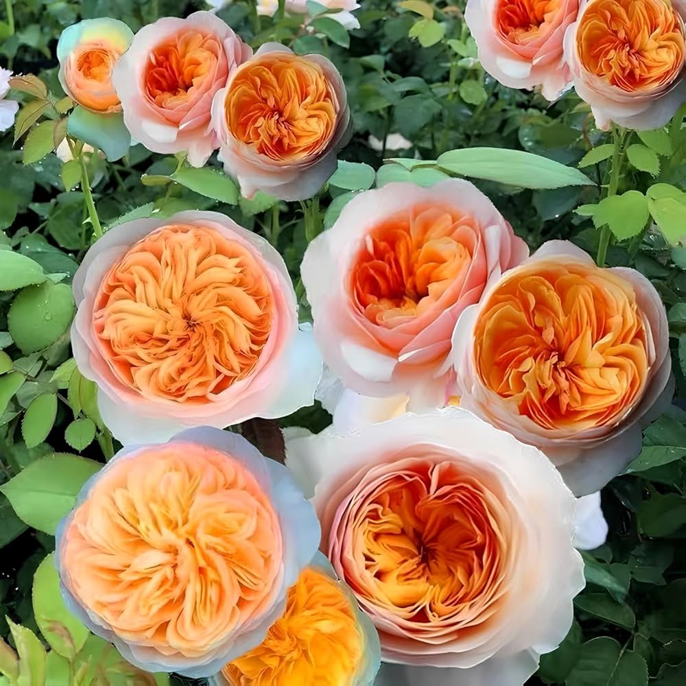 Juliet flower seeds