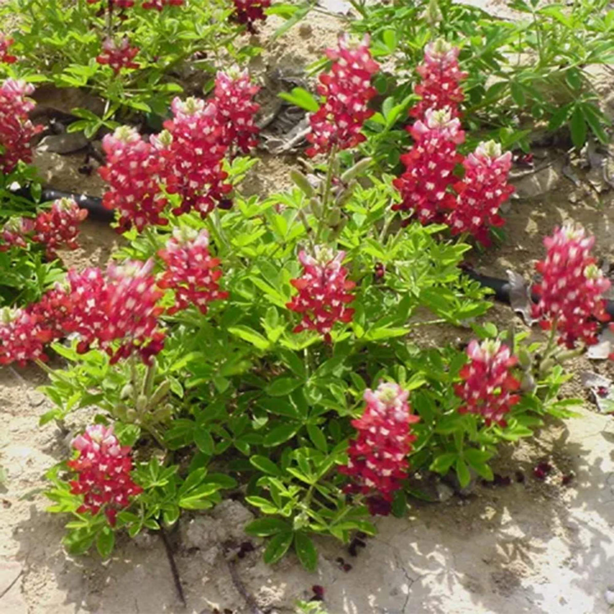 Red Texas Bluebonnet plant