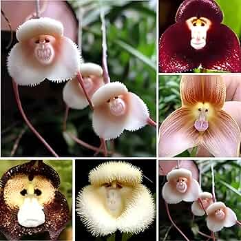 Nema Italian flower seeds