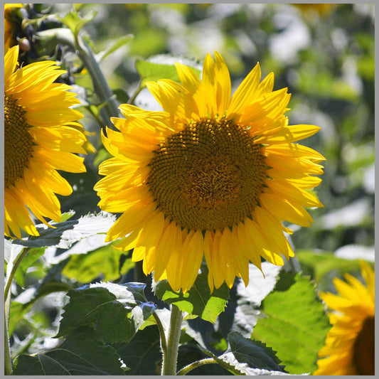 Cracker Sunflower flower seeds