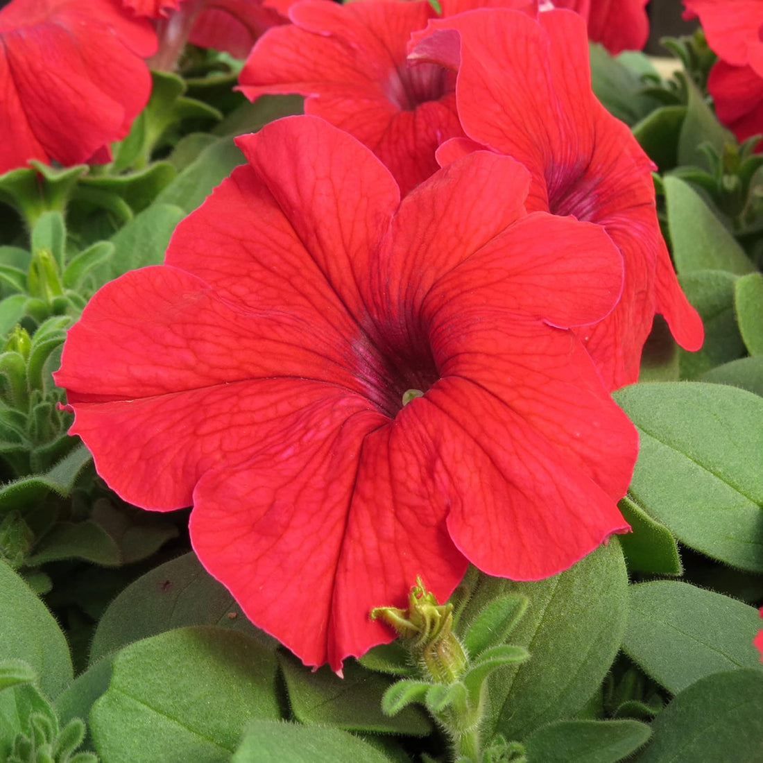 Orange Red flower seeds