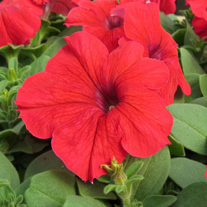 Orange Red flower seeds