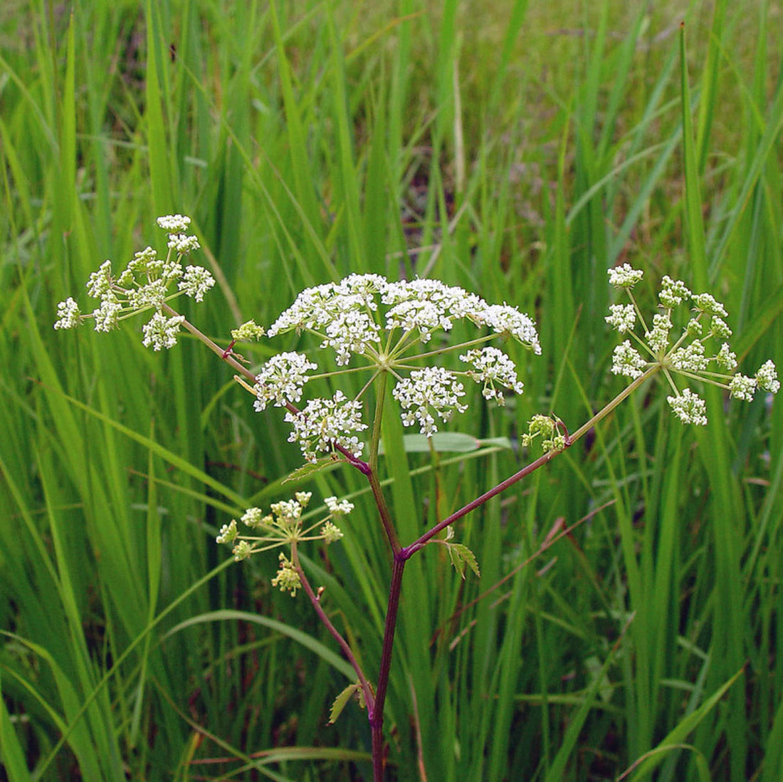Cicuta Maculata flower seeds
