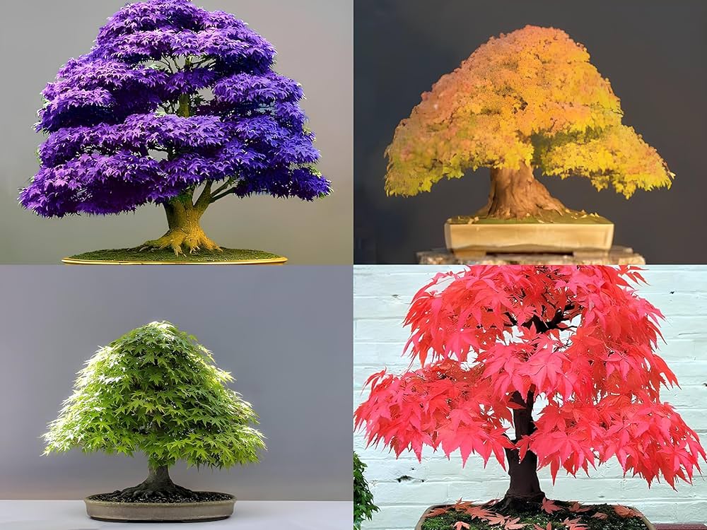 Maple Bonsai flower seeds