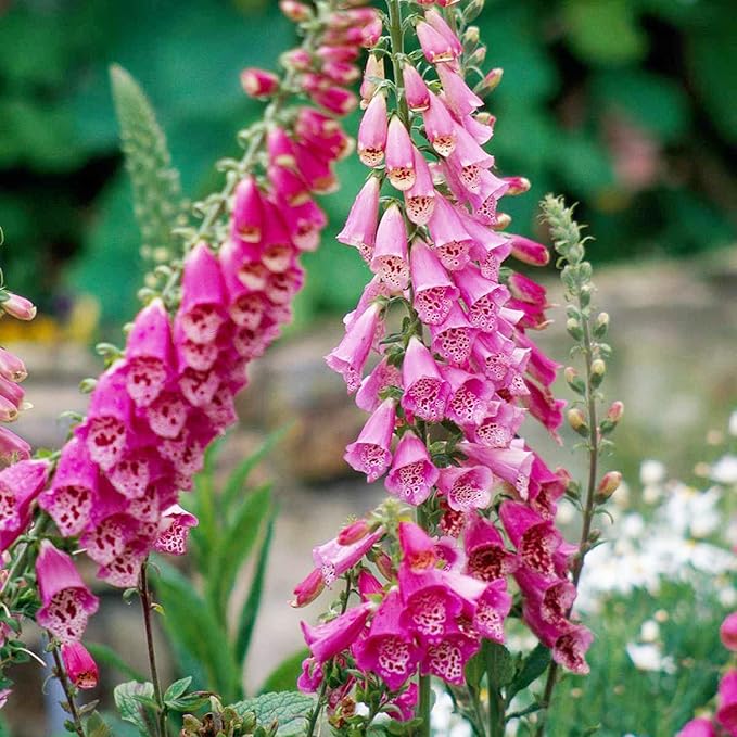Pink Lady'S flower seeds