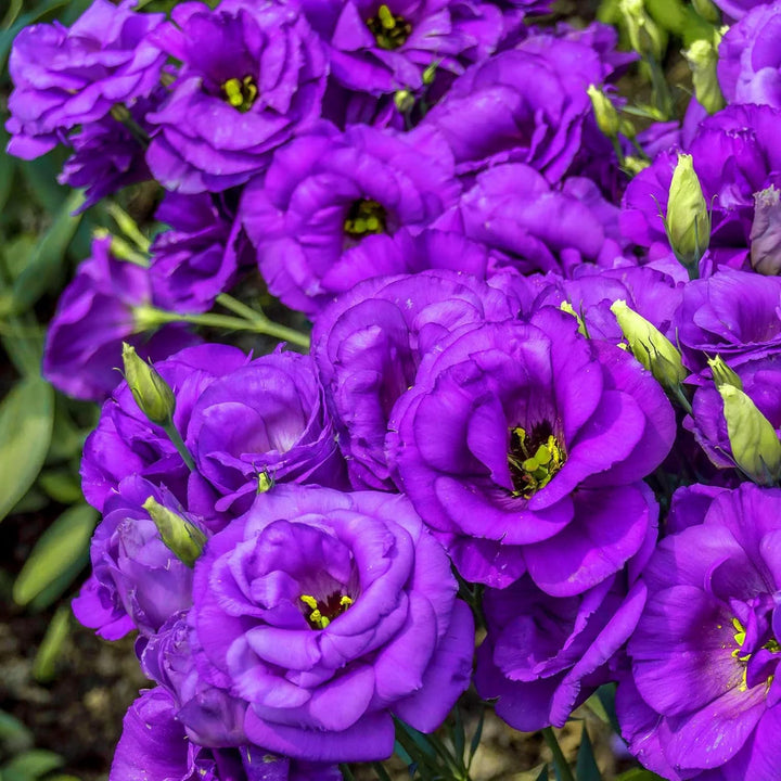 Purple Echo flower seeds