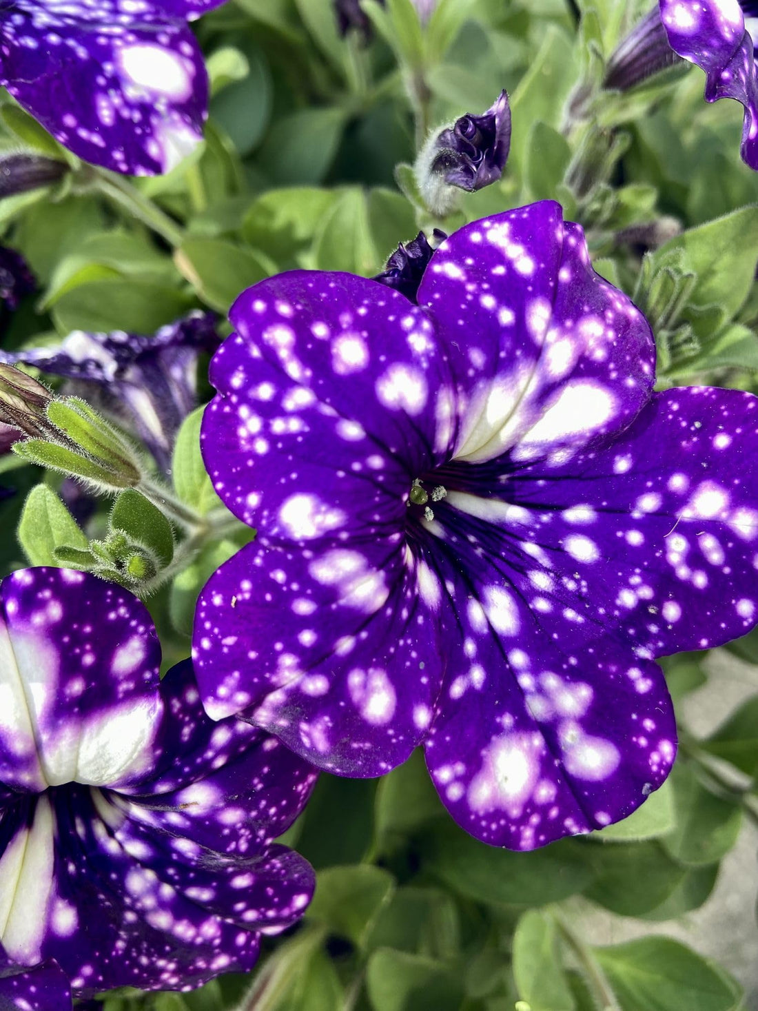 Petunia Spp flower seeds