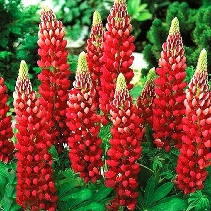 Red Lupine flower seeds