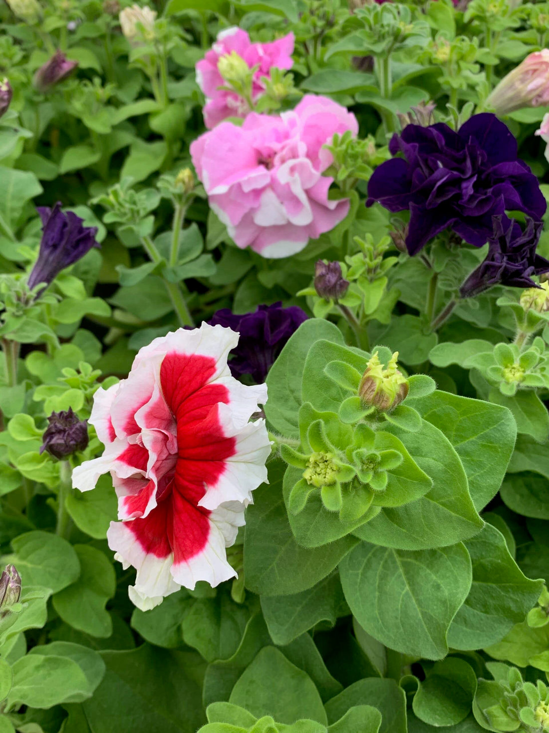 Rose Star flower seeds
