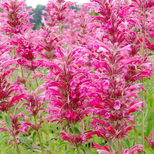 Agastache Cana flower seeds