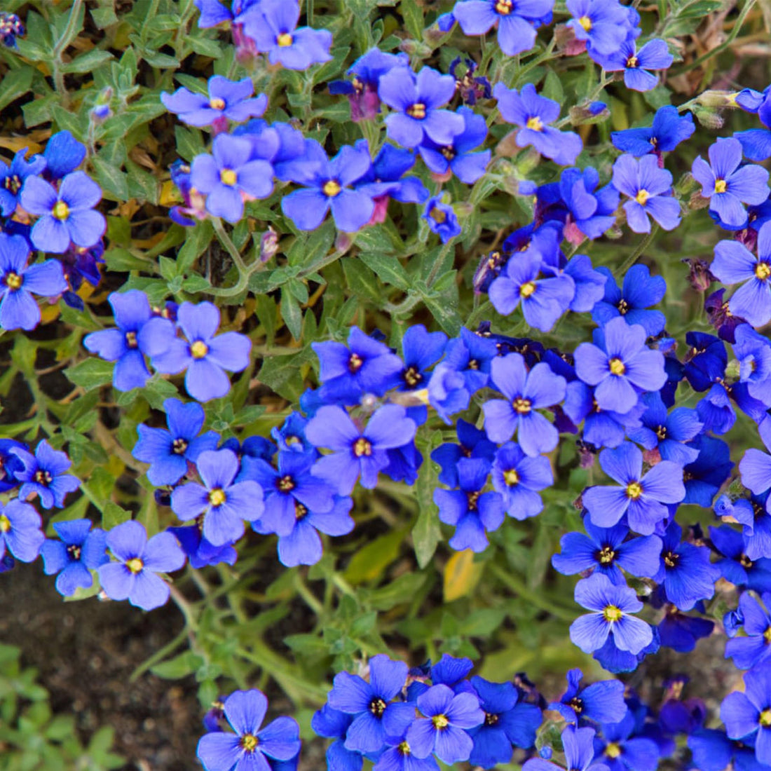 Blue Cress flower seeds