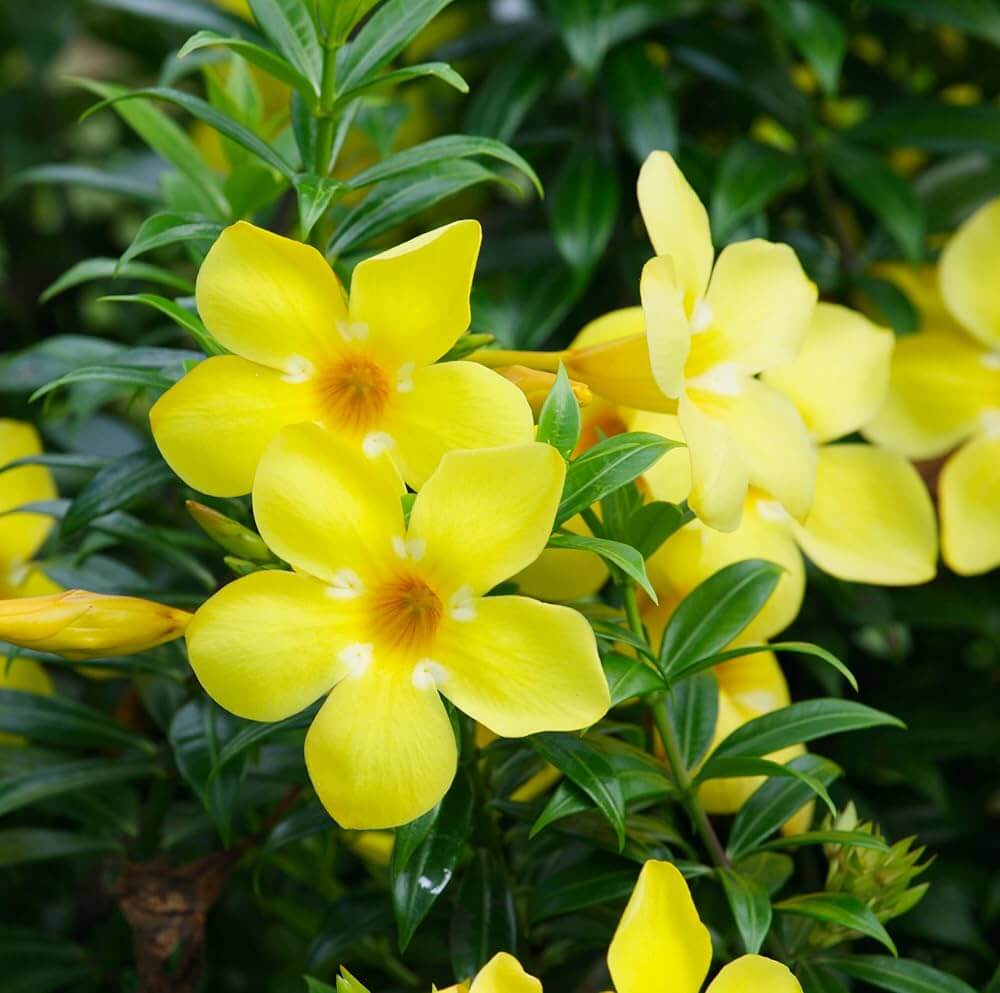 Drought-Tolerant Allamanda plant