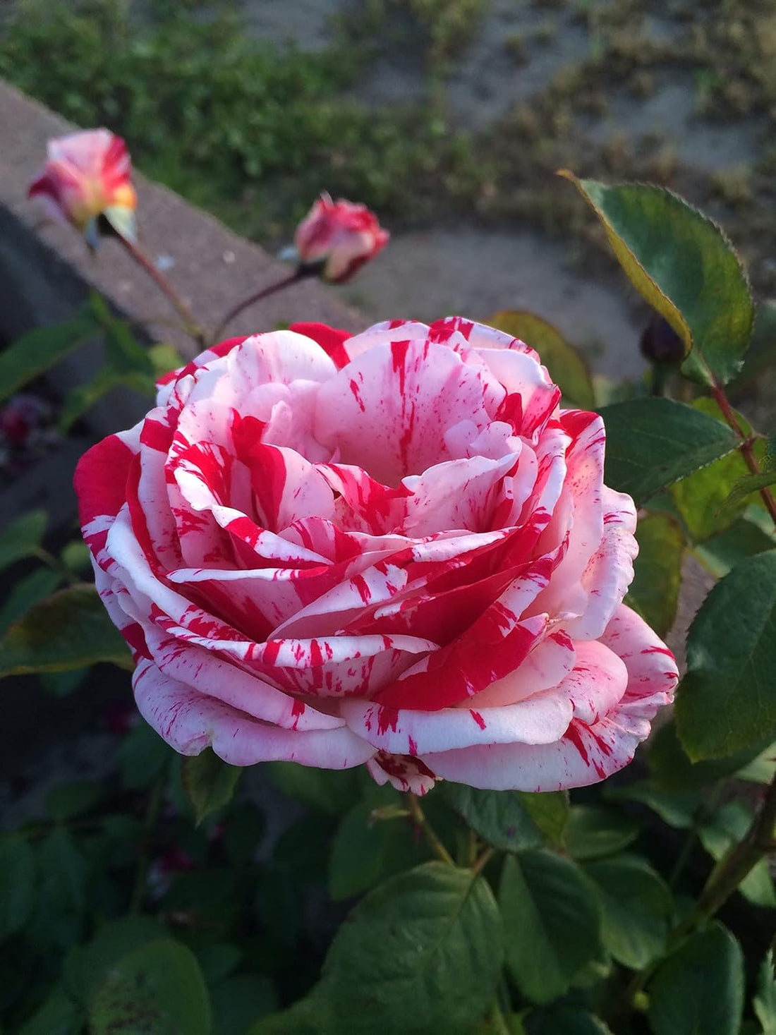 White Pink flower seeds