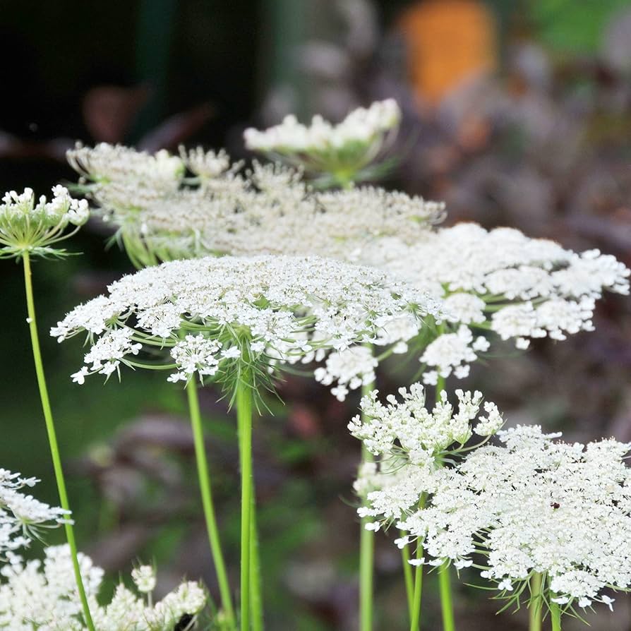 Queen Anne'S flower seeds