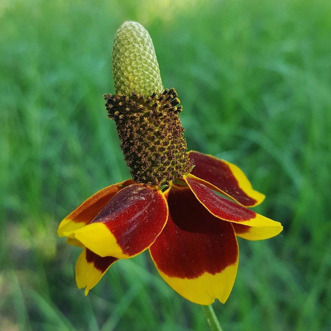 Hat Cone flower seeds