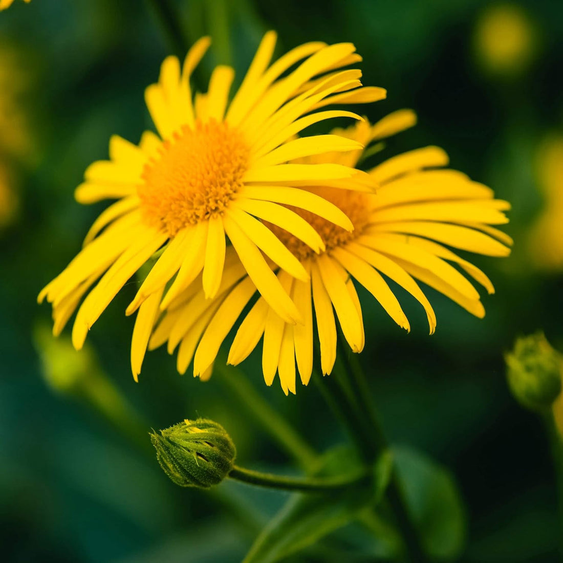 Arnica flower seeds