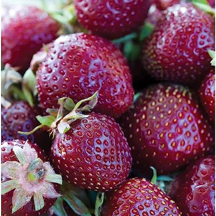 burgundy strawberry seeds