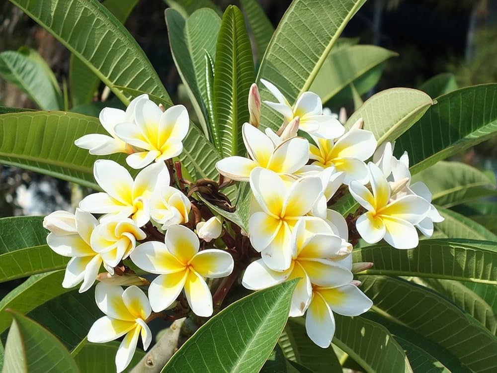 Polanisia Dodecandra flower seeds