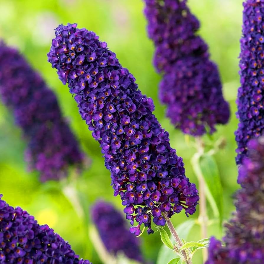 Buddleia Davidii flower seeds