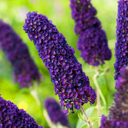 Buddleia Davidii flower seeds