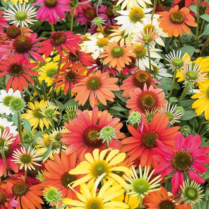 Firebird Coneflower flower seeds