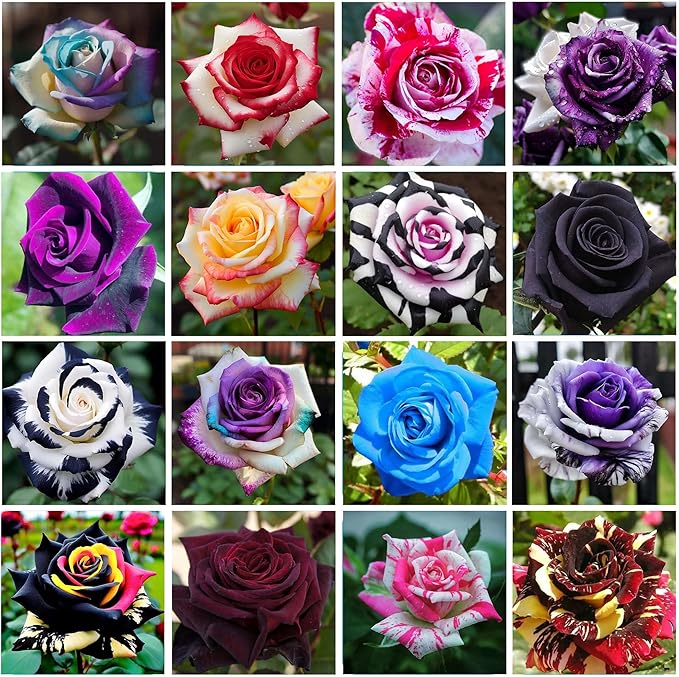 Holland Rainbow flower seeds
