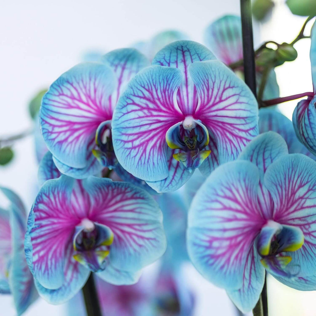 and Pink Orchid plant