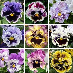 Field Pansy flower seeds