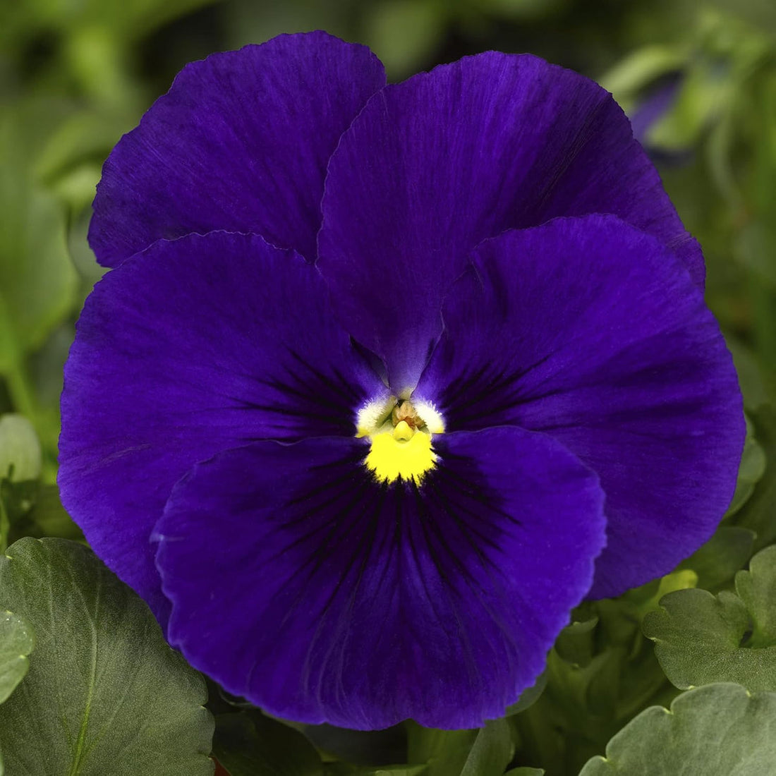 Deep Blue flower seeds