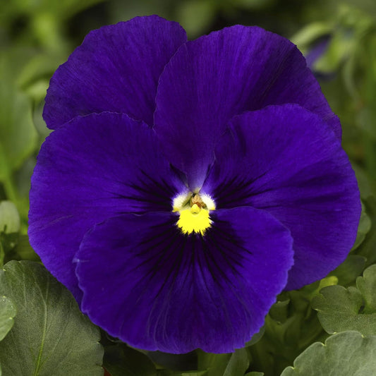 Deep Blue flower seeds