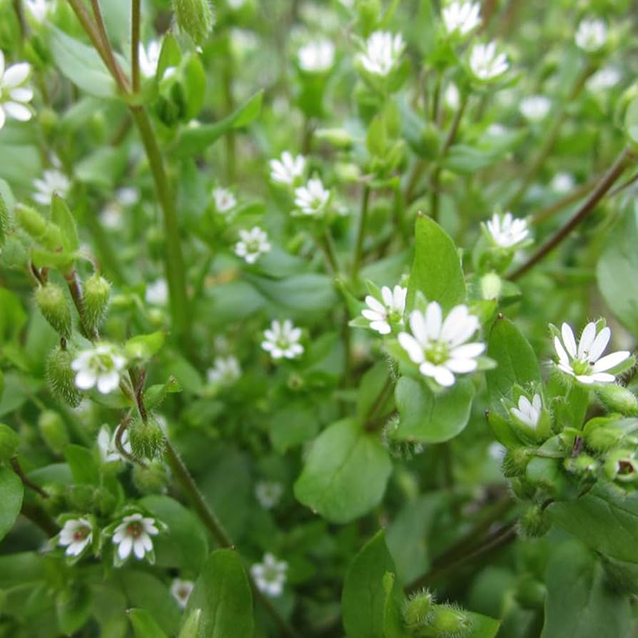 Chickweed flower seeds