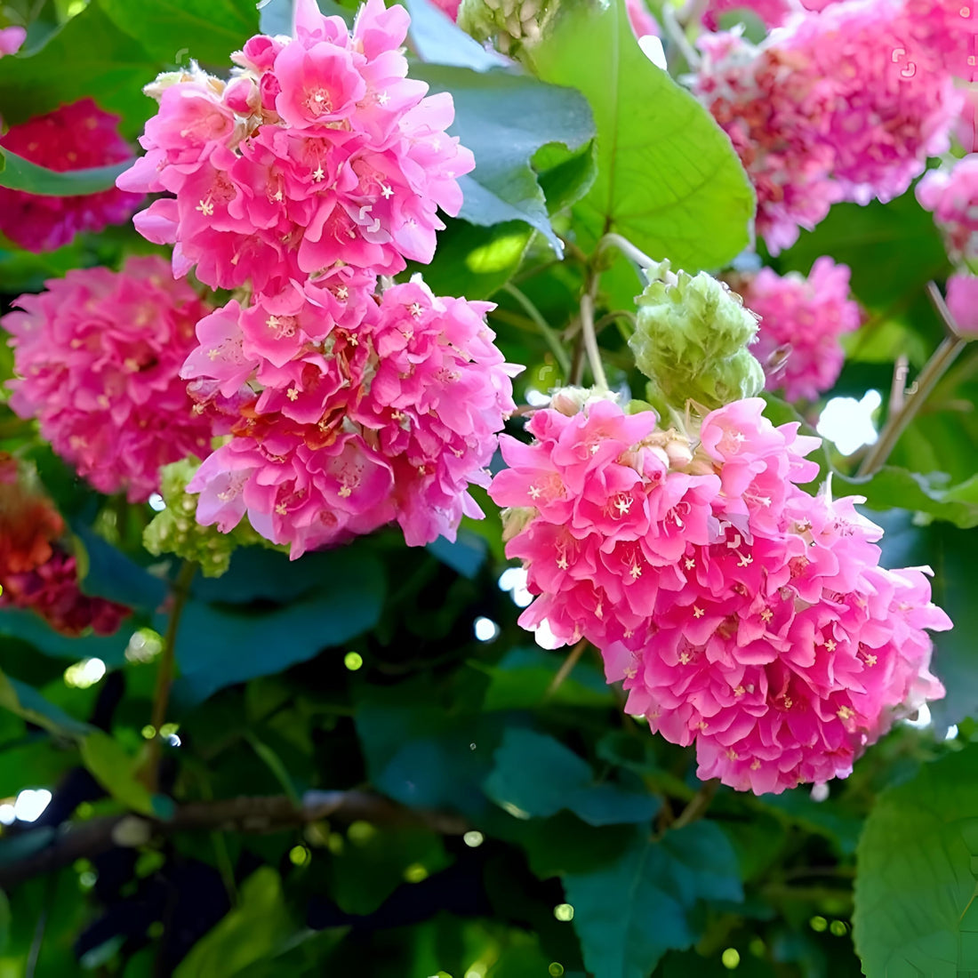 Pink Dombeya flower seeds