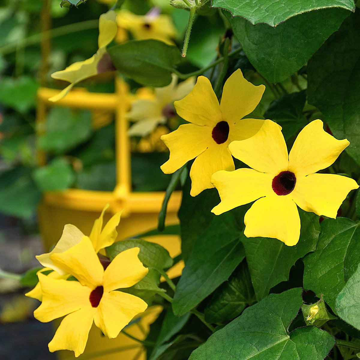 Black-Eyed Susan Vine plant