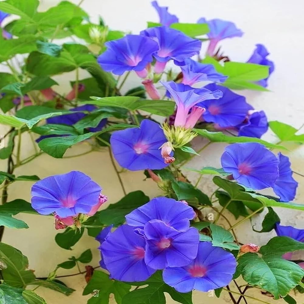 Kalimeris flower seeds