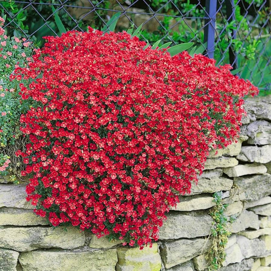 Red Cascade flower seeds