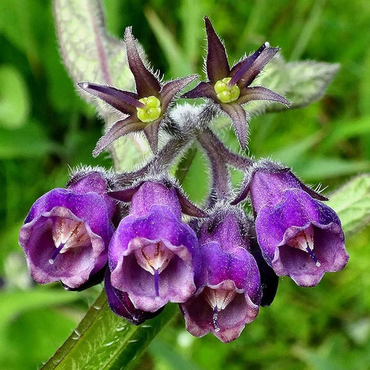 Symphytum flower seeds